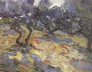 Vincent Van Gogh Olive Trees:Bright Blue Sky (nn04) oil on canvas